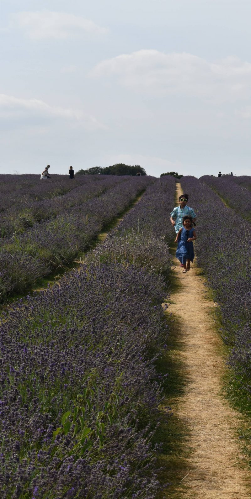 Mayfield Lavender Fields