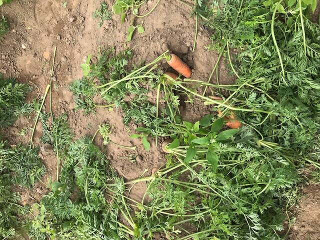 Carrot Crops